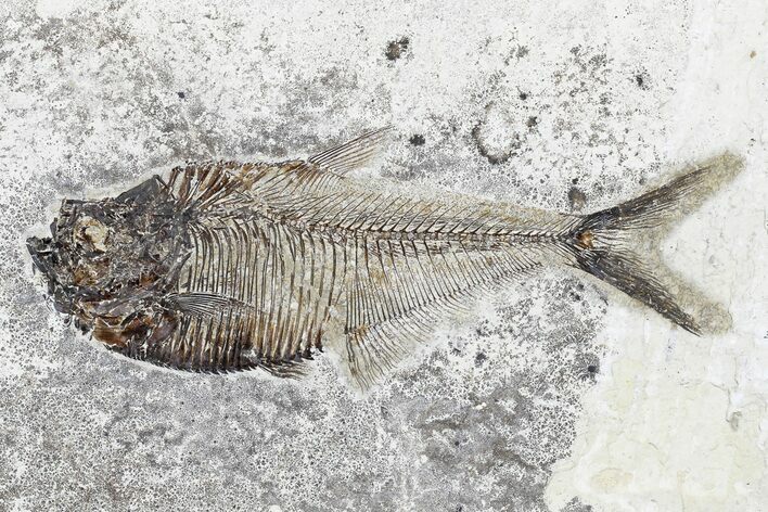 Fossil Fish (Diplomystus) - Wyoming #179223